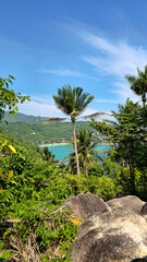 Palm trees overseeing tropical ocean views on the south coast of Ko Tao Island, Surat Thani, Thailand, Southeast Asia.