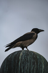 raven on a fence