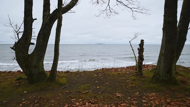 Baltic Sea shoreline with overcast sky and bare trees in foreground