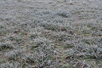 Frost covered grass blades in winter morning closeup, detailed icy texture on green plants forming natural cold background