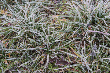 Frost covered grass blades in winter morning closeup, detailed icy texture on green plants forming natural cold background