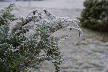Macro shot of frosty evergreen branches covered with white ice. Natural winter background with seasonal texture, cold atmosphere, and frozen greenery.