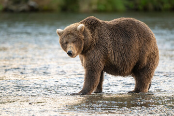 Obraz premium Alaskan brown bear searching for salmon in Brooks River at sunrise