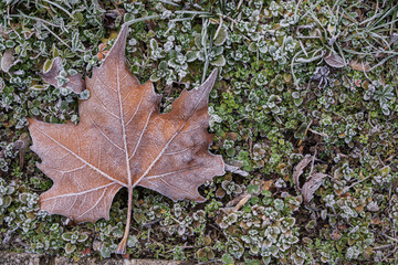 Frozen maple leaves with frost crystals on cold grass forming natural winter texture in outdoor seasonal scene