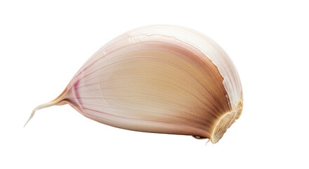 Single garlic clove with smooth curved surface and gradient tones from white to purplish brown—fresh, detailed, and ideal for culinary or botanical reference