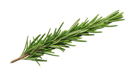 Fototapeta premium Fresh rosemary sprig with needle-like green leaves and woody stem—vibrant, aromatic, and ideal for culinary, botanical, or herbal reference