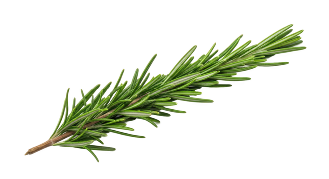 Fresh rosemary sprig with needle-like green leaves and woody stem—vibrant, aromatic, and ideal for culinary, botanical, or herbal reference