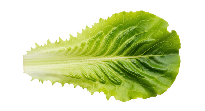 Single romaine lettuce leaf with crisp green texture, serrated edges, and prominent veins—fresh, vibrant, and ideal for culinary or botanical reference