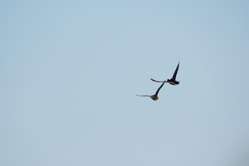 Pair of Birds Flying Close Together in Formation Against a Soft Sky