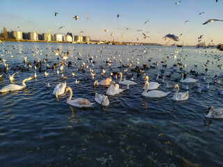 Seagulls fly in the sea above the swans