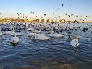 swans and birds on a sea shore