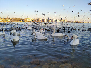 seagulls and swans on the lake shore