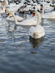 swans and other birds on the lake
