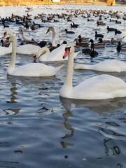white swans on the lake