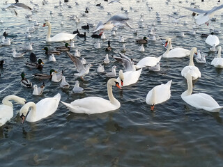 white swans on the lake.