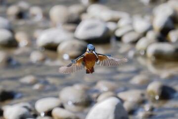 Common Kingfisher Hovering Above a River
