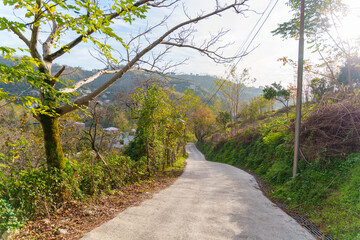 Winding Rural Road with Green Vegetation