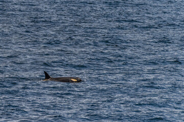 Fototapeta premium Close-up of a killer whale, Orcinus orca, swimming in the waters of the Antarctic peninsula, near Anvers Island.