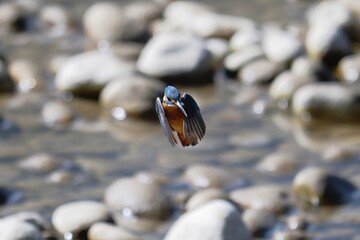 Hovering Kingfisher Searching for Prey