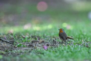 European robin standing on grass