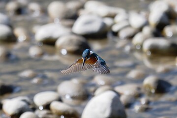 Kingfisher Mid-Air Hover Over Clear Flowing Water