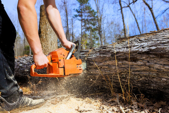 Worker is using chainsaw to cut through log on ground in forest.