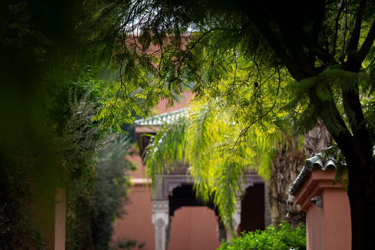 Sunlit tropical greenery and jacaranda branches surrounding an ornate Moroccan architectural entrance. A striking jacaranda tree (Jacaranda mimosifolia) in the Koutoubia Gardens. 