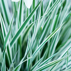 Green grass texture. Field of green grass, a lawn in spring. Background of color grass. Closeup of a freshly mowed lawn, park. Sports turf surface. Backdrop of pasture close up. Nature Wallpaper.