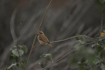 Small brown sparrow perched on a dry branch in natural habitat