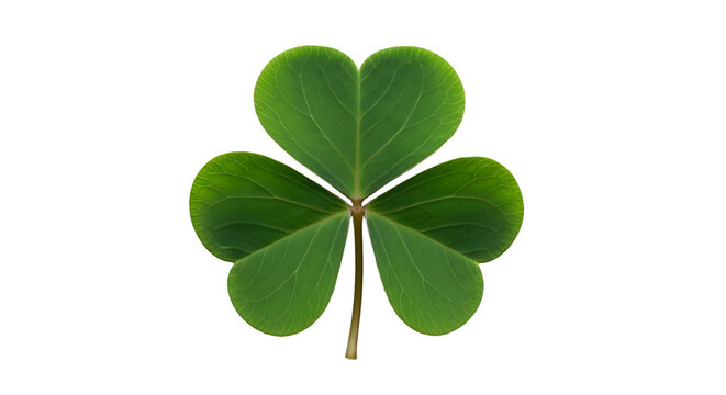 Single green shamrock leaf representing irish luck