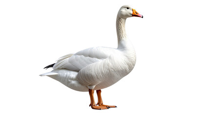 Fototapeta premium White Goose Standing Gracefully Isolated on Transparent