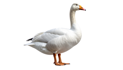 White Goose Standing Gracefully Isolated on Transparent