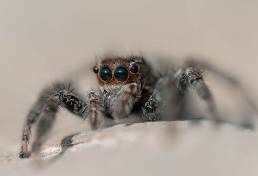 Jumping spider close-up on a neutral background - Powered by Adobe