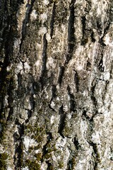 ligneous background, dark brown table surface. rustic wood texture.