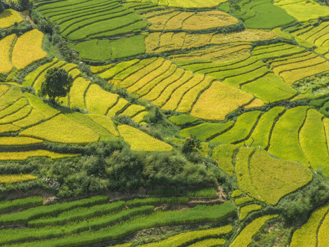 Aerial view of vibrant green and gold rice terraces cascading down the hillsides, creating a stunning patchwork quilt of agriculture, Sopsokha, Punakha, Bhutan.