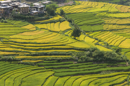 Aerial view of terraced rice paddies cascade in vibrant green and gold hues, a symphony of agriculture nestled beside traditional Bhutanese architecture, Sopsokha, Punakha, Bhutan.