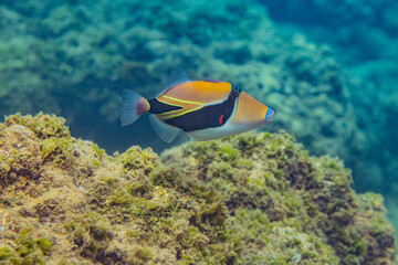 Fototapeta premium Fish In Hawaii