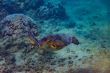 green sea turtle