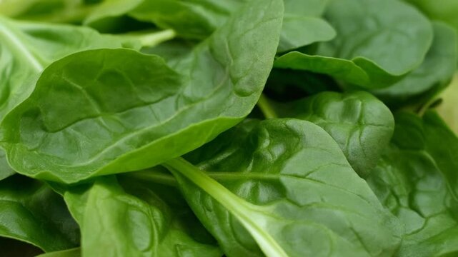 A vibrant and refreshing close-up of fresh green spinach leaves, showcasing their healthy, organic texture and natural goodness, perfect for salads and nutritious meals