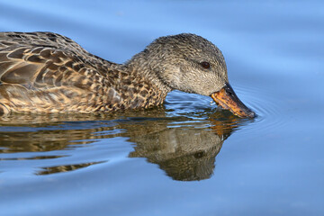 Gadwall, Anas strepera, an adult female feeding whilst swimming on a coastal pool