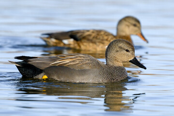 Gadwall  - breeding pair