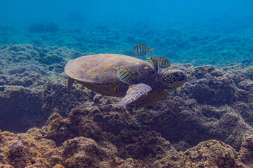 green sea turtle