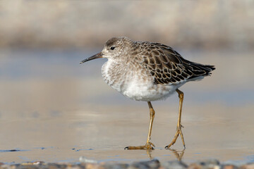 Ruff, Philomachus pugnax, adult male in winter, non breeding plumage, walking on a frozen coastal pool
Norfolk