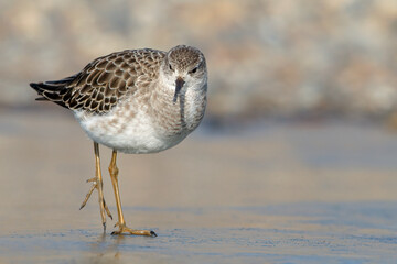 Ruff, Philomachus pugnax, adult male in winter, non breeding plumage, walking on a frozen coastal pool
Norfolk