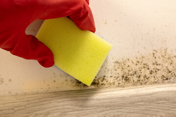 Hand clean black mold fungus growing on the wall under baseboard with sponge. Dampness problem concept. Condensation at home.