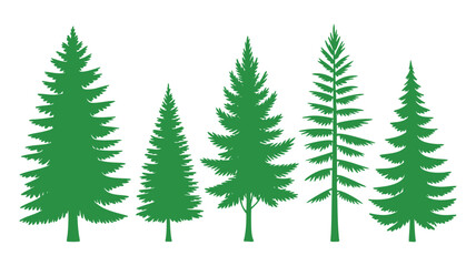 Obraz premium Conifer trees green silhouettes