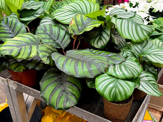 Close up of green leaves of a Calathea orbifolia plant