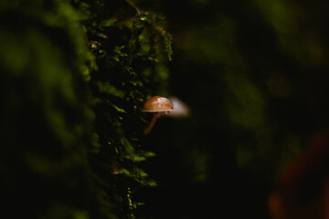 A tiny mushroom with a translucent cap grows from vibrant moss. The soft blur of the forest creates a magical, intimate scene.