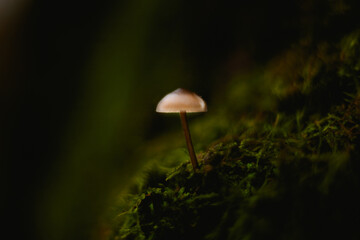 A lone white mushroom grows from a mossy surface in a forest. Gentle light and dark shadows create a calm, moody vibe.