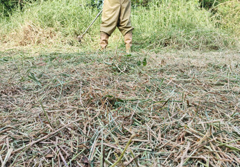 A man stands cutting grass on a clear day.
